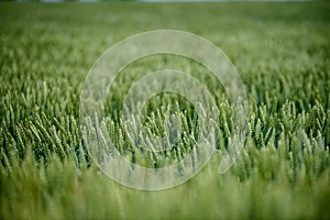 harvest ready wheat fields in late summer