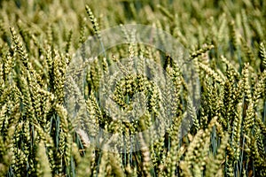 harvest ready wheat fields in late summer