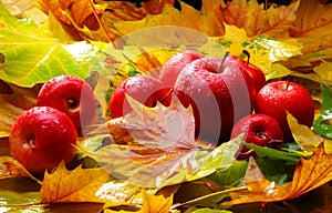 Harvest. Red apples