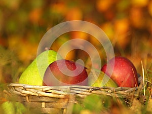 Harvest of red apples and green pear in a wicker basket and in autumn leaves. Ripe organic apple with stem in autumn garden grass.