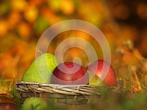 Harvest of red apples and green pear in a wicker basket and in autumn leaves. Ripe organic apple with stem in autumn garden grass.