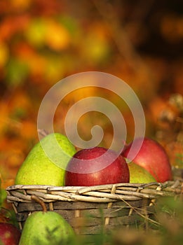 Harvest of red apples and green pear in a wicker basket and in autumn leaves. Ripe organic apple with stem in autumn garden grass.