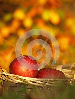 Harvest of red apples in a wicker basket and in autumn leaves. Ripe organic apple with stem in autumn garden grass. Fresh home mad