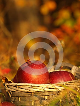 Harvest of red apples in a wicker basket and in autumn leaves. Ripe organic apple with stem in autumn garden grass. Fresh home mad