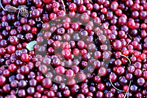 Harvest red cranberry