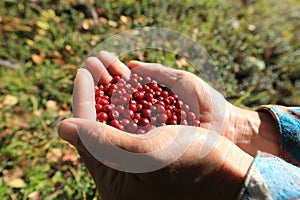 Harvest red cranberry