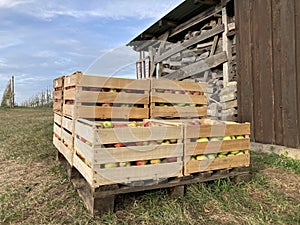Harvest of red and green apples in ten wooden crates on a German farm, standing on a pallet on green grass near a woodshed. Close-