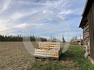 Harvest of red and green apples in ten wooden crates on a German farm, standing on a pallet on green grass near a woodshed. Close-