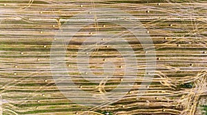 Harvest. Red harvesters work in the field. Aerial view of harvesting of wheat and agricultural machinery. Top view.