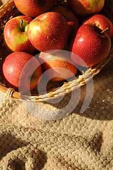 Harvest of red ripe apples in a straw basket. Washed fresh fruits on bedcover