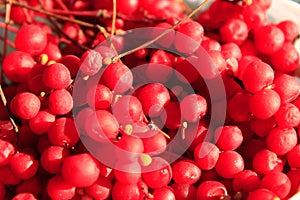 Harvest of red schisandra