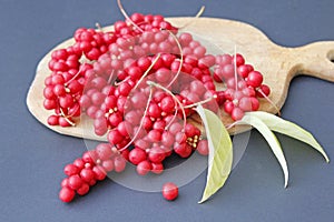 Harvest of red schizandra