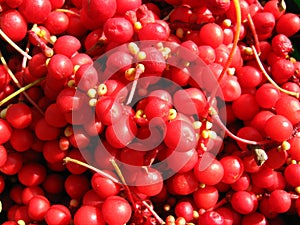 The harvest of red schizandra