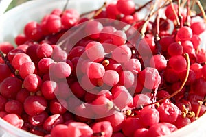 Harvest of red schizandra