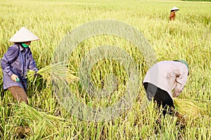 Harvest rice