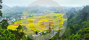 Harvest rice fields in the early morning fogging