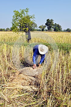 Harvest rice in rural,