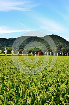 Harvest of rice and scarecrows, autumn in Japan