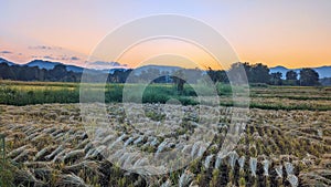 Harvest, rice and sunset