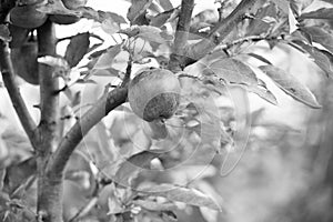Harvest is ripe. Apple garden on natural landscape. Apple tree grow in fruit garden. Orchard crops. Gardening and