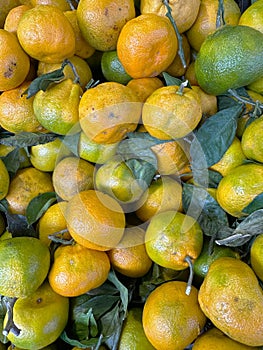 Harvest ripe and green tangerines with leaves