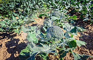 Harvest ripe organically grown broccoli in a sunny field