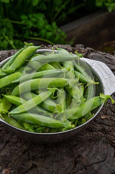 Harvest of ripe pods of green peas. Green peas in stitches in a metal bowl on a wooden natural background.