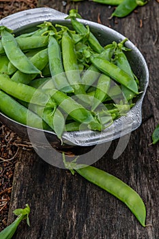 Harvest of ripe pods of green peas. Green peas in stitches in a metal bowl on a wooden natural background.