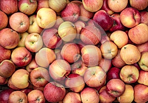 The harvest of ripe red apples