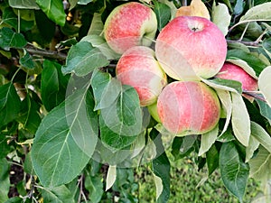 Harvest of ripe red apples on a branch. Close up of apple fruits