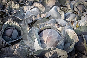 Harvest ripe red cabbage in the morning sun