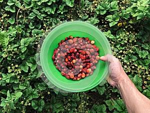 Harvest of ripe red garden strawberries. Picking strawberries in the summer.  Top view of a bowl in hand