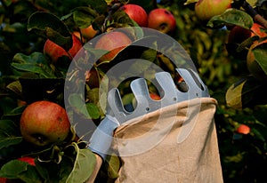 Harvest of ripe red and yellow apples on an apple tree, fruit pick, linen bag with a metal rim into which apples are collected on