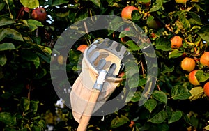 Harvest of ripe red and yellow apples on an apple tree, fruit pick, linen bag with a metal rim into which apples are collected on