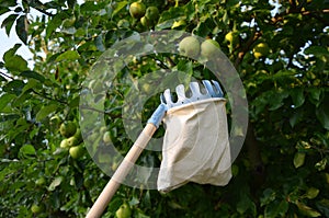 Harvest of ripe red and yellow apples on an apple tree, fruit pick, linen bag with a metal rim into which apples are collected on