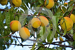 Harvest of ripe small peaches.