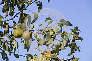 Harvest ripe tasty pears on a tree in the garden