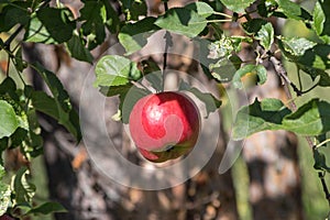 Harvest ripe tasty red apples on a tree in the garden