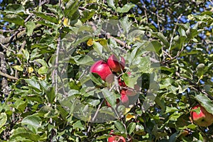 Harvest ripe tasty red apples on a tree in the garden