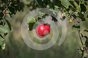 Harvest ripe tasty red apples on a tree in the garden