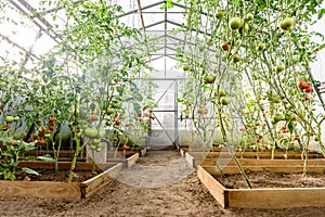 Harvest ripening of tomatoes in greenhouse. Horticulture. Vegetables. Farming