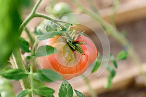 Harvest ripening of tomatoes in greenhouse. Horticulture. Vegetables. Farming