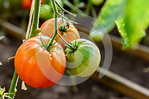 Harvest ripening of tomatoes in greenhouse. Horticulture. Vegetables. Farming