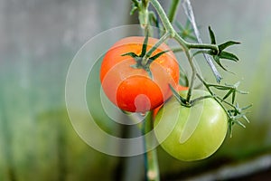 Harvest ripening of tomatoes in greenhouse. Horticulture. Vegetables. Farming