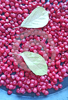 Harvest of schizandra berries on black background. Healthy eating