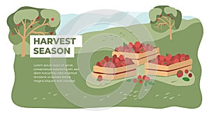 Harvest season, gardening  or gathering apples  concept