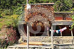 Harvest season,Nepal.