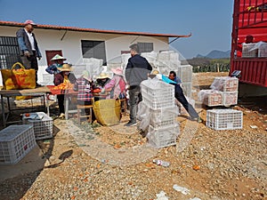 Some workers are packaging oranges at an orchard