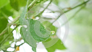 Harvest season. Organic food growing in greenhouse. Vertical footage. Small green cucumbers leaf with water drops on