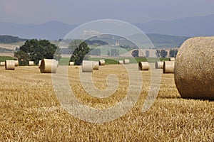 Harvest in Slovakia